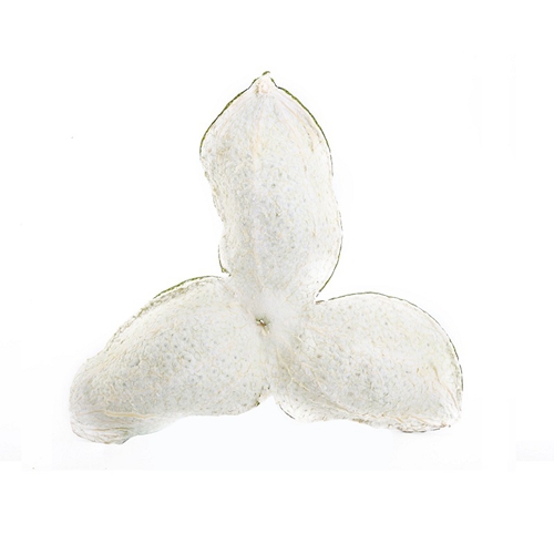 四川特級新會小黄片在线播放茶品牌