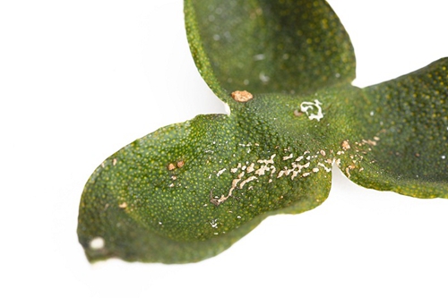 珠海特級新會小黄片在线播放茶廠家